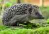 Hedgehogs Listed as ‘Near Threatened’ and at Risk of Extinction: London Business News news-29102024-005156