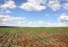 nfu-warns-of-potential-food-shortages-amid-farmers-strike-threat-london-business-news