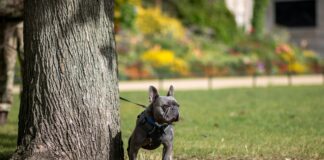Pet-Friendly Dates In London For Dog Lovers: Ultimate Guide To Explore