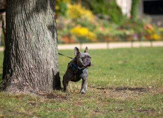 Pet-Friendly Dates In London For Dog Lovers: Ultimate Guide To Explore