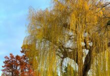 London’s Top Parks For Romantic First Dates: Secrets To Charm