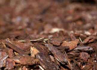 Utilizing Wood Chips for Sustainability in Modern Business – London Business Insights utilizing-wood-chips-for-sustainability-in-modern-business-london-business-nsights